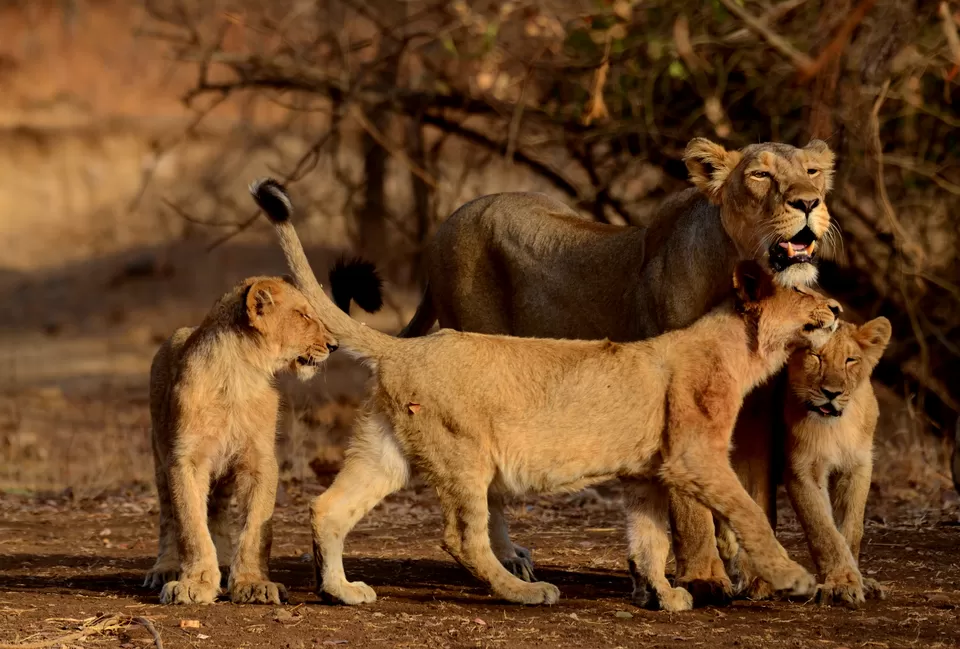 Gir National Park